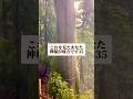 【㊗️4万再生】これを見たあなた、神様が味方です35#玉置神社 #御神木 #shorts #心に響く言葉 #名言