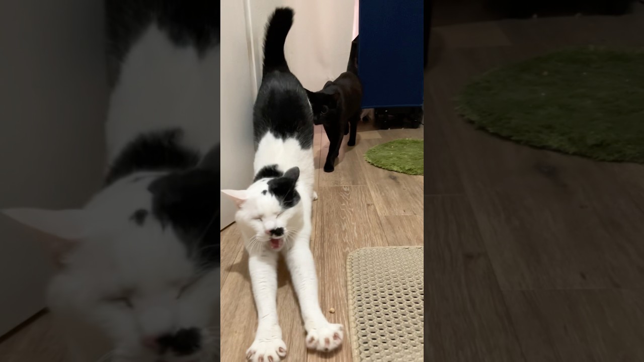 本日のおでむかえ（2025/12/25） | Cat Sisters Welcome Me Home 🖤🤍❤️