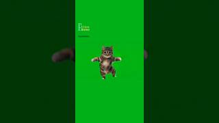 Uiaa Cat Remix Uia Cat Dance