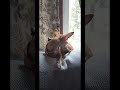 Adorable tiny pups &amp; life with dogs #cutetinypuppy