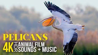 Pelican: One of the Largest Waterbirds in the World - 4KHDR Beautiful Wildlife Film + Relaxing Music screenshot 3