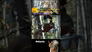 Белка и поползень на лесной кормушке\Squirrel and nuthatch on a forest feeder