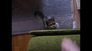 Cat vs. sofa