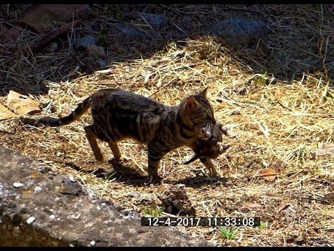 Βίντεο: 3 τρόποι Οι σκύλοι βοηθούν τα παιδιά με αυτισμό