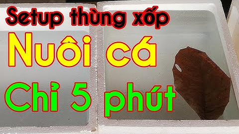 Vlog3 - Setup thùng xốp nuôi cá Bảy Màu đơn giản trong 5 phút