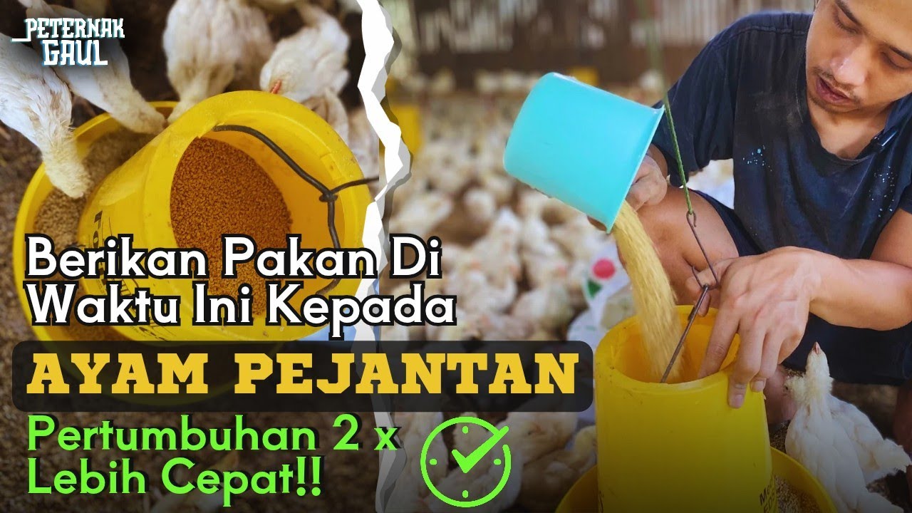 Waktu Terbaik Memberi Pakan Kepada Ayam Pejantan, Ayam Pejantan Pasti Cepat Besar
