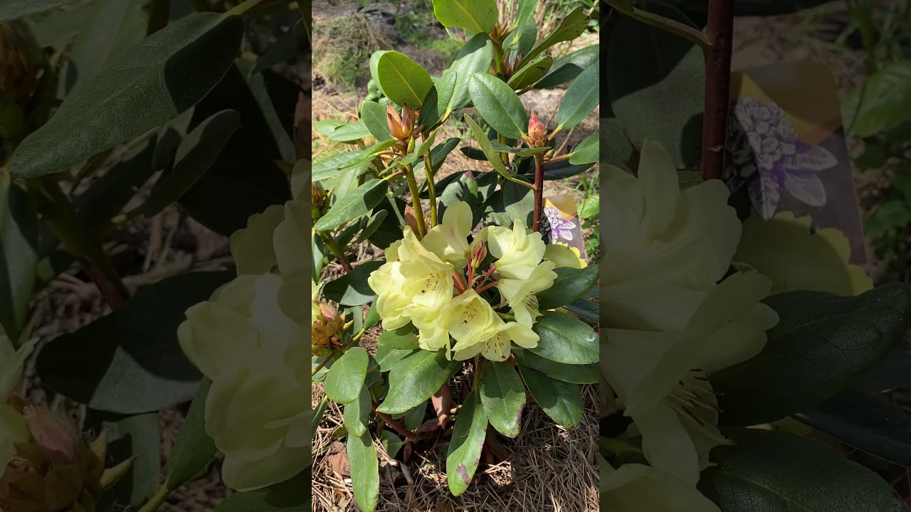 Goldinetta #rhododendron and it's yellow #flowers during sunny day #garden  #gardening - YouTube
