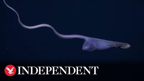 Rare deep-sea gulper eel filmed with inflated stomach in 