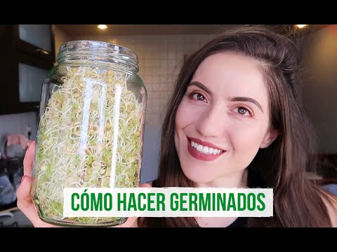 Video: ¿Brotarán los granos de avena?