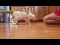 Me and funny moments with my cats