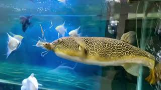 體長61cm皇冠狗頭 今天吃剛脫殼的泰國蝦  #淡水河肫#神仙
