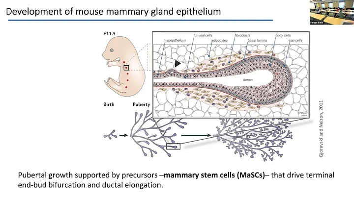 Ben Simons | Theories of branching morphogenesis