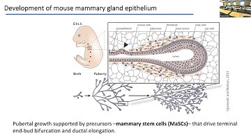 Ben Simons | Theories of branching morphogenesis