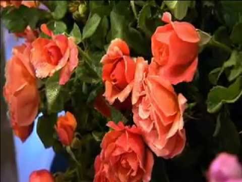 Video: Climbing Rose Flamentanz: advantages, features of cultivation