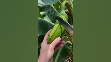 “Most Satisfying Banana Cutting ASMR Ever! 🍌✨”