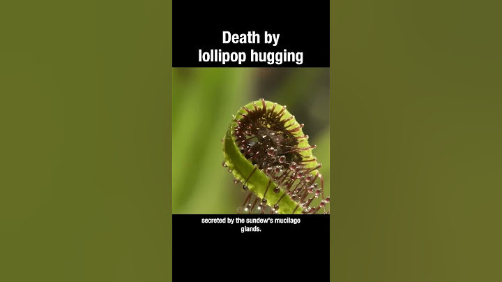 The Drosera is death by lollipop hugging #drosera #plants #truefacts