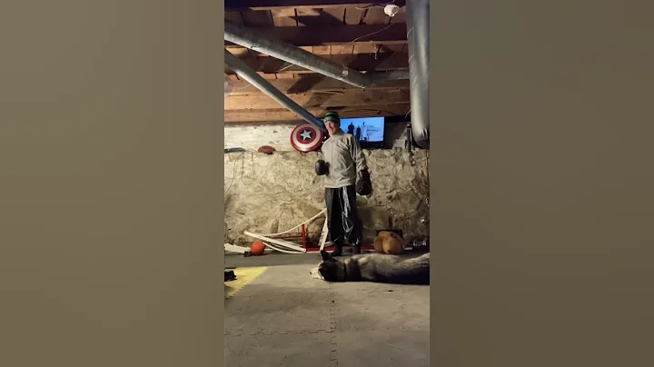 Siberian huskies bandit and Ruger hanging out playing in basement boxing gym, time to play