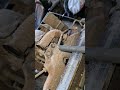 Bitik ve sağlam motor nasıl anlaşılır. Araba alırken dikat edilmesi gerkenler çook önemlidir.