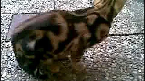 Video 11785501: bengal