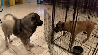 GIGANTIC AGGRESSIVE Red ZONE Cane Corso Center Stage | The Shaw Hank Redemption Pt2