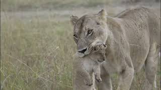 شاهد لبوة مع اشبالها تتمشي في محمية ماساي مارا 2022 - Lioness with her cute cubs 4k