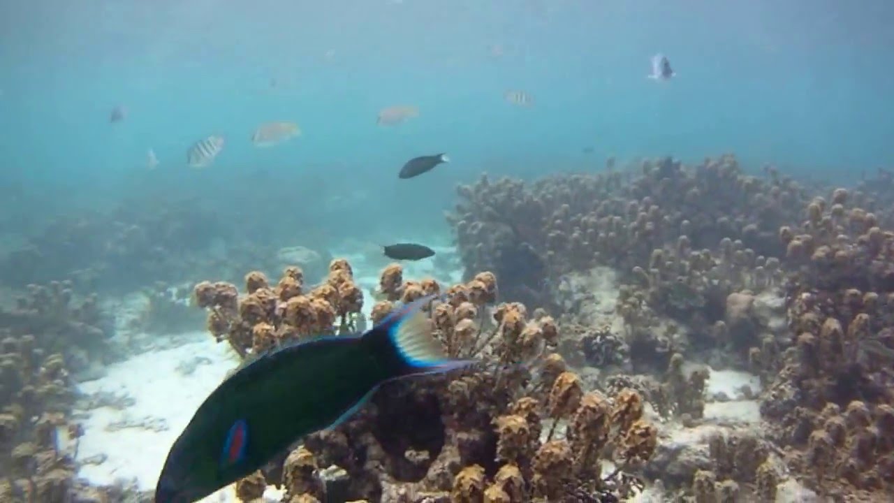 Snorkeling Freedom Beach Koh Tao Thailand 2