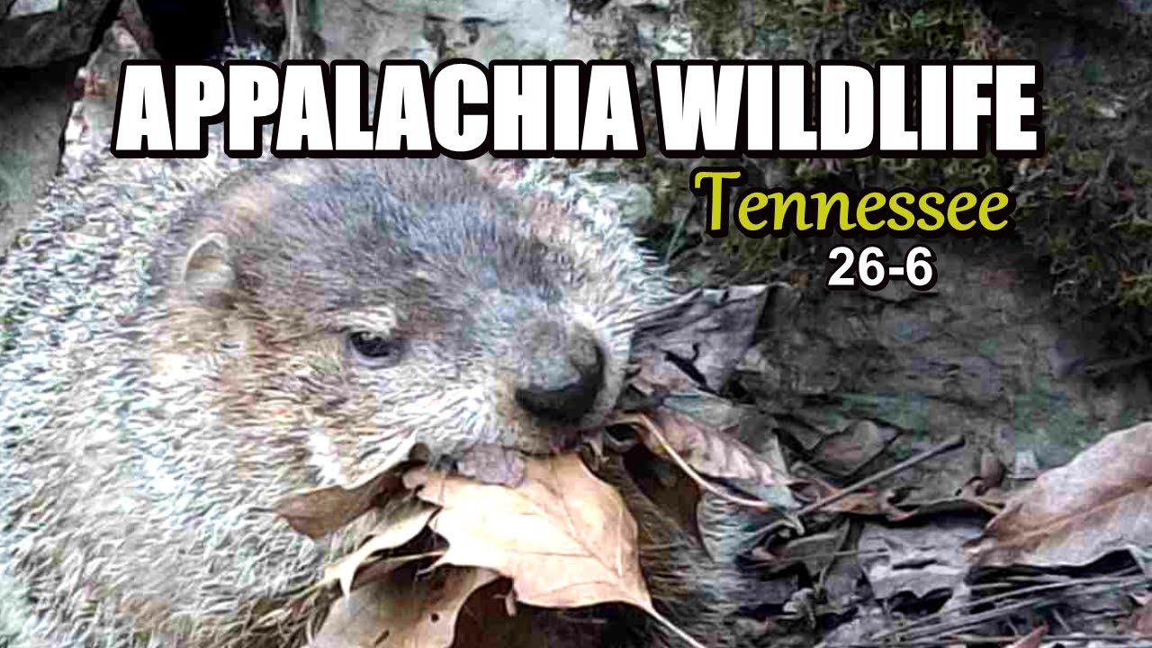 Appalachia Wildlife Video 2026-6 of AS THE RIDGE TURNS in the Foothills of the Great Smoky Mountains