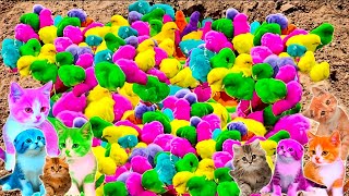 Tangkap Ayam Lucu, Ayam Warna Warni, Ayam Rainbow Gokil, Kelinci, Kucing Lucu, Bebek, Hewan Lucu 351 by Rumah Sato  5,124 views 4 months ago 6 minutes, 21 seconds