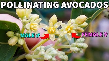 How To Hand Pollinate Avocados For Self Fertility