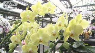 お歳暮用の胡蝶蘭の出荷が最盛期　宇都宮市（11/11/27）