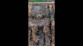 De care tip de matci sunt multumit?#carpatina