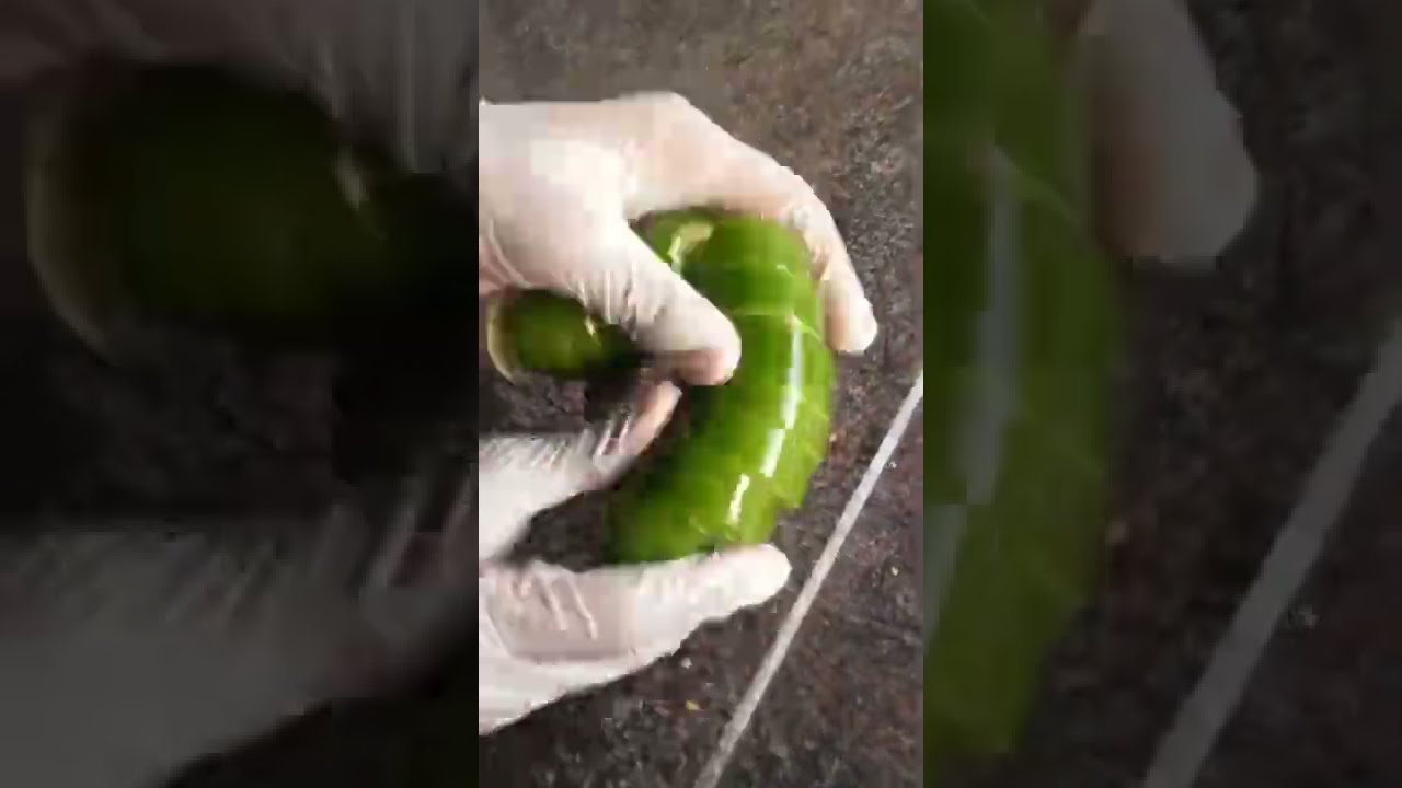 How to cut a Cucumber 🥒 😂| Experiment No. 595 | Funny Tricks 