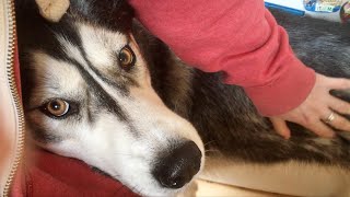 Husky Checks On His Sleeping Best Friend! Unseen!