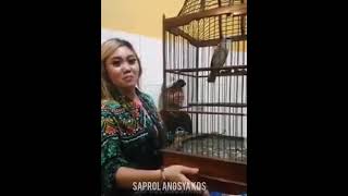 Download Lagu Artis kicau  bersama TRUCUKAN saprol.