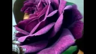 Bukan Aku Yang Kau Cinta - Poppy Mercury