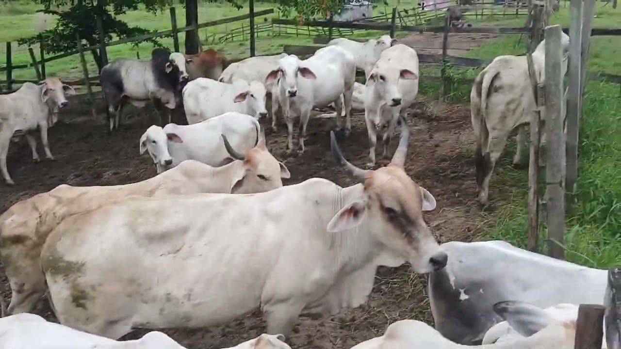 Boiada saindo do curral 🤠🤠