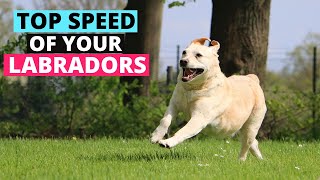 How Fast can Labradors Run compared to other Dog Breeds? by Labrador Care 10,538 views 2 years ago 2 minutes, 24 seconds