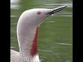 اكتشف طيور العالم 2 طائر الغواص احمر الحنجرة Red Throated Loon 