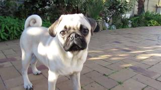 Mr. Pickles by the pool side Episode 2