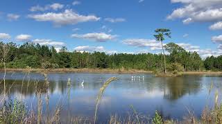 Nature scenery in Florida by Me 60 views 2 years ago 33 seconds