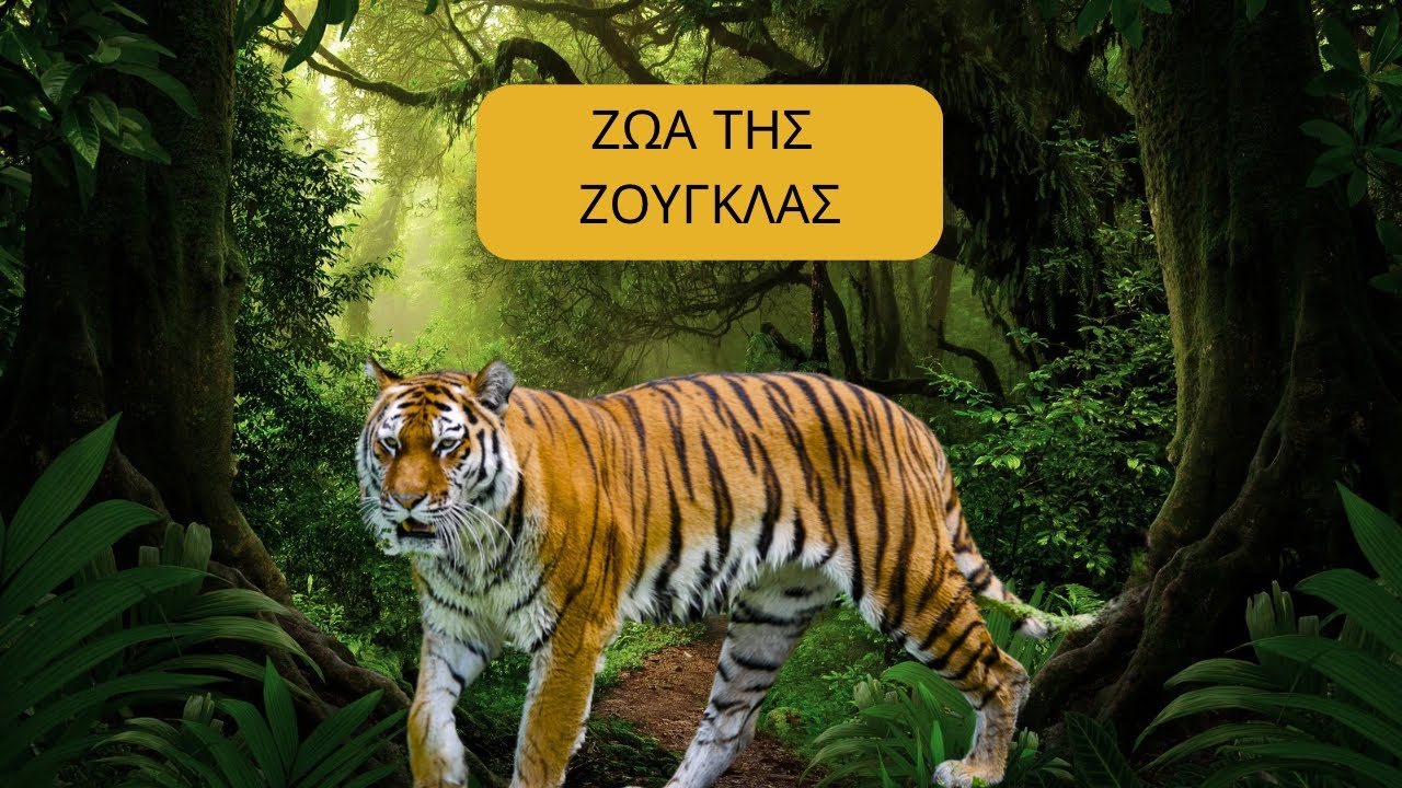 Iro Twinkles - Ζώα της ζούγκλας - Μαθαίνω τα ζώα για παιδιά - βλέπω και μαθαίνω