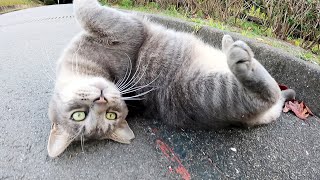 ムッチリ体型の灰色猫がコロンと寝転んでお腹を見せる