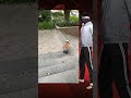 O CACHORRO É BRABO 😅