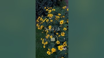 |سورة النور(٣٥) |الشيخ ماهر المعيقلي 🥺🎧