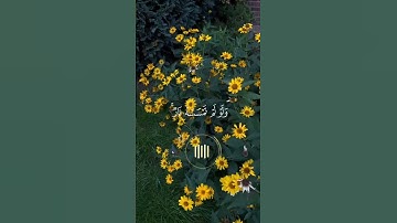 |سورة النور(٣٥) |الشيخ ماهر المعيقلي 🥺🎧