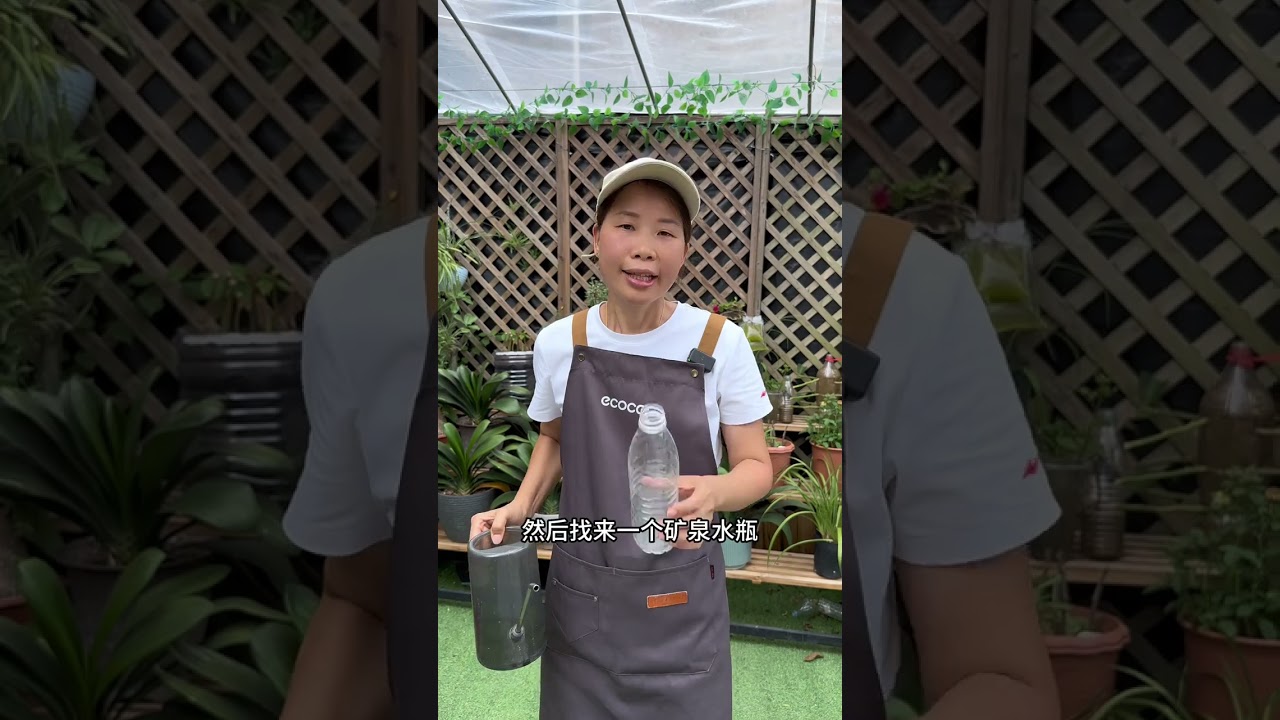 檸檬粗枝扦插繁殖新方法#檸檬 #扦插 #花卉綠植 #養花小知識