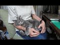 大好きなばーばといつも一緒にいたい甘えん坊猫の一日