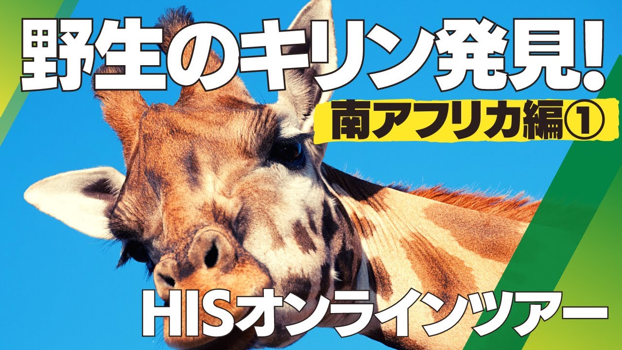 野生の「キリン」発見！【南アフリカ】/HIS オンラインツアー - YouTube