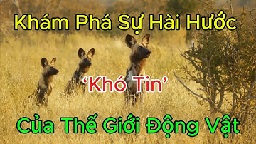 Khám Phá Sự Hài Hước ‘Khó Tin’ Của Thế Giới Động Vật
