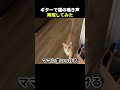 猫の声をギターで再現した結果